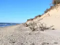 Plaża w Słowińskim Parku Narodowym z wydmą i powalonymi drzewami. Sprawdź słowiński park narodowy cennik przed wizytą.