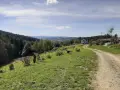 Droga wije się przez zielone wzgórza, prowadząc do domu na skraju lasu. To idealne miejsce na spacer po małym szlaku beskidzkim.