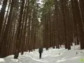 Człowiek wędruje przez zimowy las, ścieżką wśród wysokich drzew. W tle widać gęsty las iglasty, a na ziemi leży śnieg. To idealne miejsce na zimowe kalatówki.