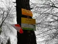 Tabliczki szlaku turystycznego na drzewie wskazują szczyt Babica (728 m n.p.m.) w Beskidzie Myślenickim.