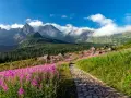 Kamienista ścieżka prowadzi przez kwiecistą łąkę ku chatkom na Hali Gąsienicowej. W tle majestatyczne Tatry.