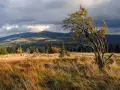 Jesienny krajobraz w czeskich Karkonoszach. Samotne drzewo jarzębiny z czerwonymi owocami na tle gór i burzowych chmur.