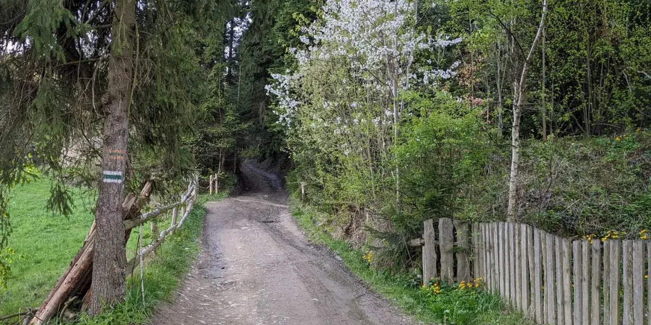 Droga leśna z zielonymi znakami szlaku turystycznego. Wiosenna zieleń i kwitnące drzewa towarzyszą ścieżce.
