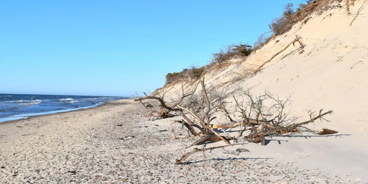 Plaża w Słowińskim Parku Narodowym z wydmą i powalonymi drzewami. Sprawdź słowiński park narodowy cennik przed wizytą.