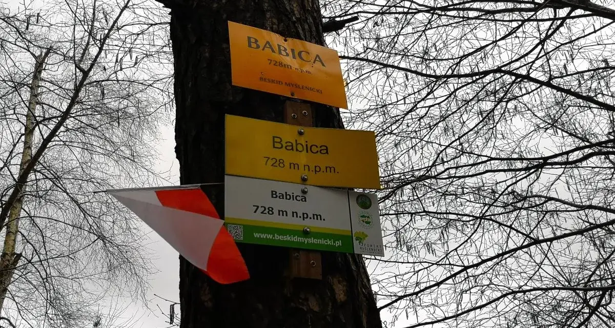 Tabliczki szlaku turystycznego na drzewie wskazują szczyt Babica (728 m n.p.m.) w Beskidzie Myślenickim.