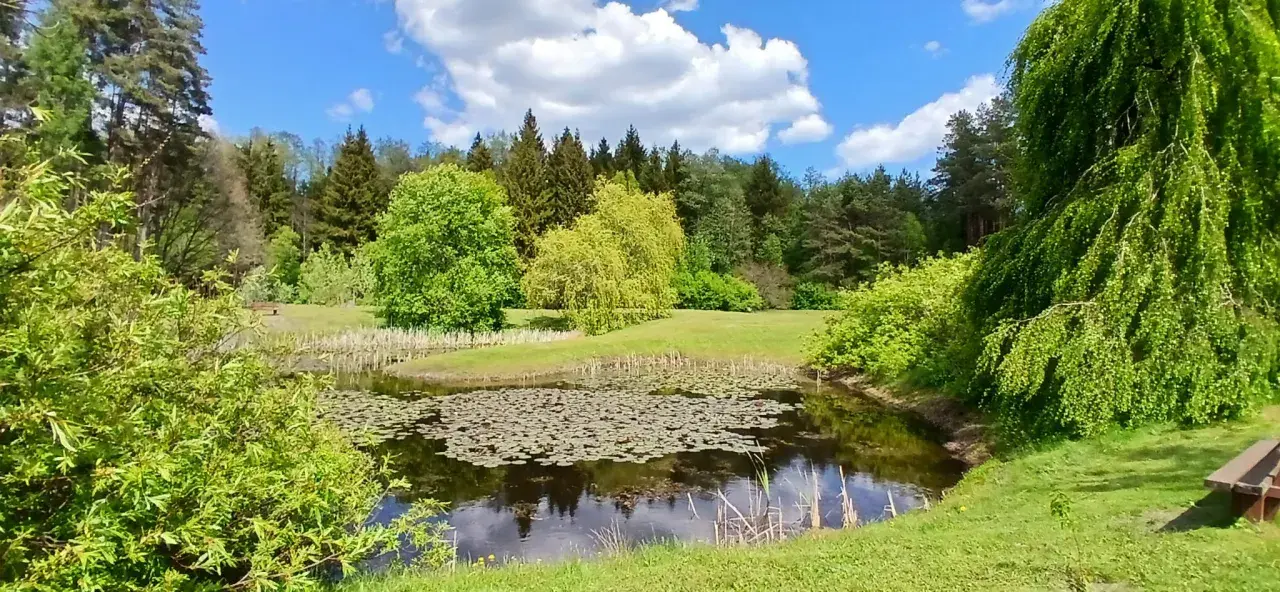 Spokojny staw z liliami wodnymi otoczony zielenią. W oddali las, a na pierwszym planie bujna roślinność. Idealne miejsce na odpoczynek, jakbyś siedział na kopnej górze.