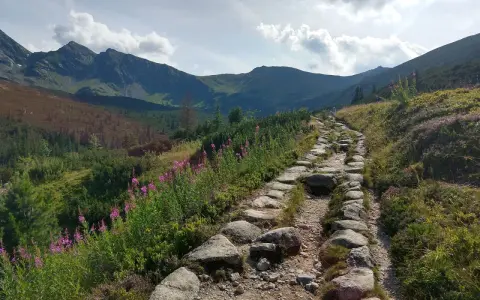 Kamienista ścieżka w górach, otoczona kwitnącymi łubinami. W oddali widać pasmo górskie, a niebo jest lekko zachmurzone. Czuć zapach lata, jakby to była taka sucha woda.