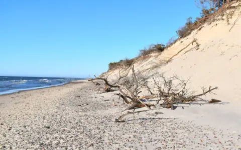 Plaża w Słowińskim Parku Narodowym z wydmą i powalonymi drzewami. Sprawdź słowiński park narodowy cennik przed wizytą.
