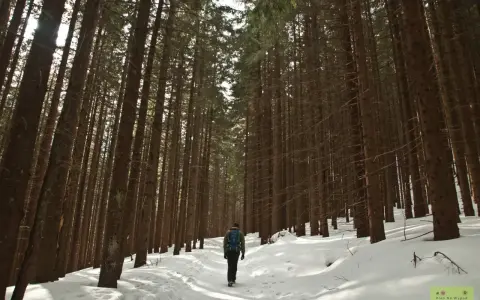 Człowiek wędruje przez zimowy las, ścieżką wśród wysokich drzew. W tle widać gęsty las iglasty, a na ziemi leży śnieg. To idealne miejsce na zimowe kalatówki.