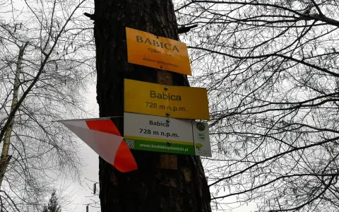 Tabliczki szlaku turystycznego na drzewie wskazują szczyt Babica (728 m n.p.m.) w Beskidzie Myślenickim.