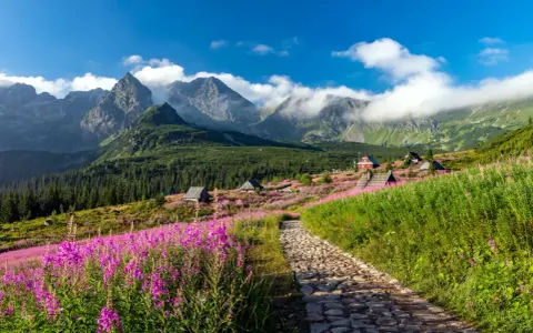 Kamienista ścieżka prowadzi przez kwiecistą łąkę ku chatkom na Hali Gąsienicowej. W tle majestatyczne Tatry.