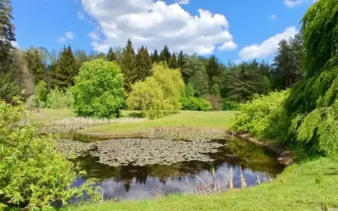 Spokojny staw z liliami wodnymi otoczony zielenią. W oddali las, a na pierwszym planie bujna roślinność. Idealne miejsce na odpoczynek, jakbyś siedział na kopnej górze.