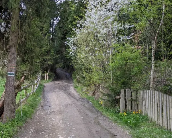 Droga leśna z zielonymi znakami szlaku turystycznego. Wiosenna zieleń i kwitnące drzewa towarzyszą ścieżce.