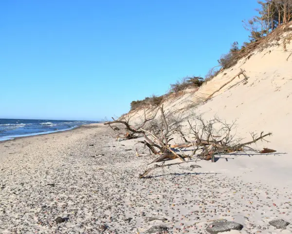 Plaża w Słowińskim Parku Narodowym z wydmą i powalonymi drzewami. Sprawdź słowiński park narodowy cennik przed wizytą.