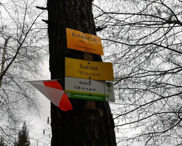 Tabliczki szlaku turystycznego na drzewie wskazują szczyt Babica (728 m n.p.m.) w Beskidzie Myślenickim.