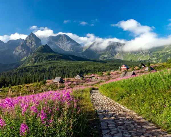Kamienista ścieżka prowadzi przez kwiecistą łąkę ku chatkom na Hali Gąsienicowej. W tle majestatyczne Tatry.