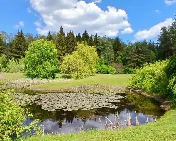 Spokojny staw z liliami wodnymi otoczony zielenią. W oddali las, a na pierwszym planie bujna roślinność. Idealne miejsce na odpoczynek, jakbyś siedział na kopnej górze.