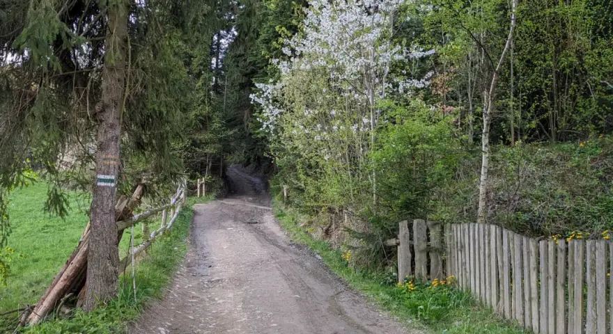 Droga leśna z zielonymi znakami szlaku turystycznego. Wiosenna zieleń i kwitnące drzewa towarzyszą ścieżce.