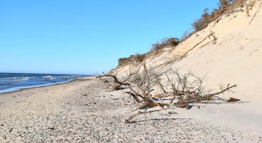Plaża w Słowińskim Parku Narodowym z wydmą i powalonymi drzewami. Sprawdź słowiński park narodowy cennik przed wizytą.