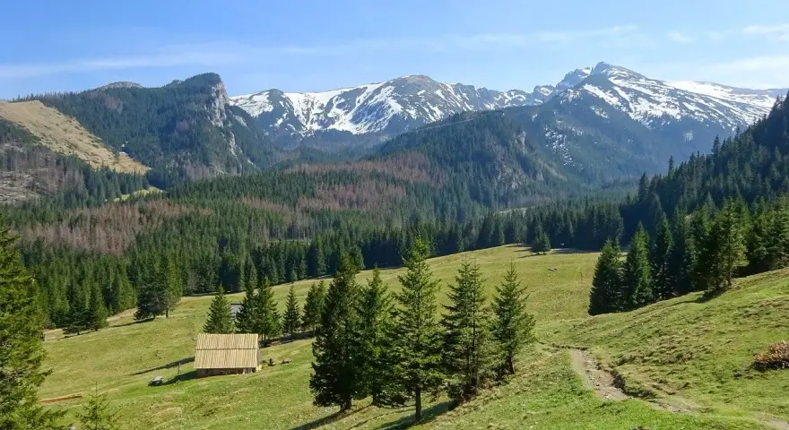 Widok na Tatry z zieloną halą, lasem i ośnieżonymi szczytami. Idealne miejsce na odkrywanie zakopane najpiękniejsze szlaki.