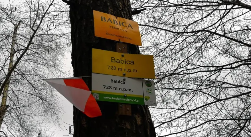 Tabliczki szlaku turystycznego na drzewie wskazują szczyt Babica (728 m n.p.m.) w Beskidzie Myślenickim.