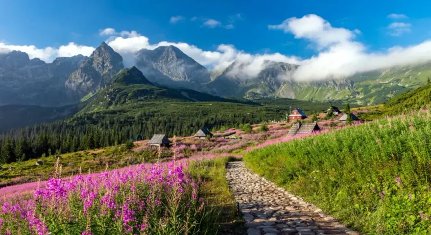 Kamienista ścieżka prowadzi przez kwiecistą łąkę ku chatkom na Hali Gąsienicowej. W tle majestatyczne Tatry.