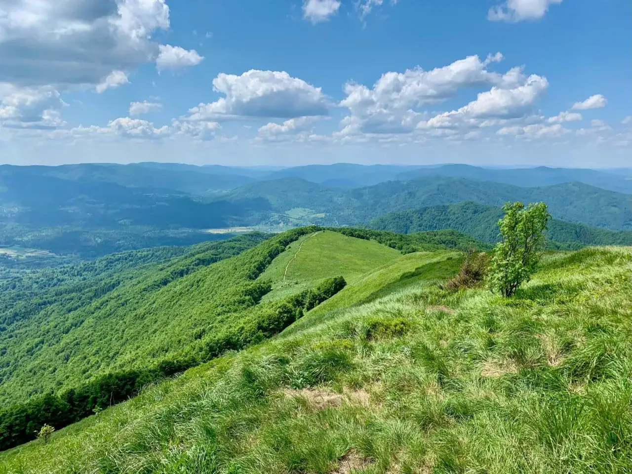 Bieszczady połoniny latem, dzika przyroda Bieszczad