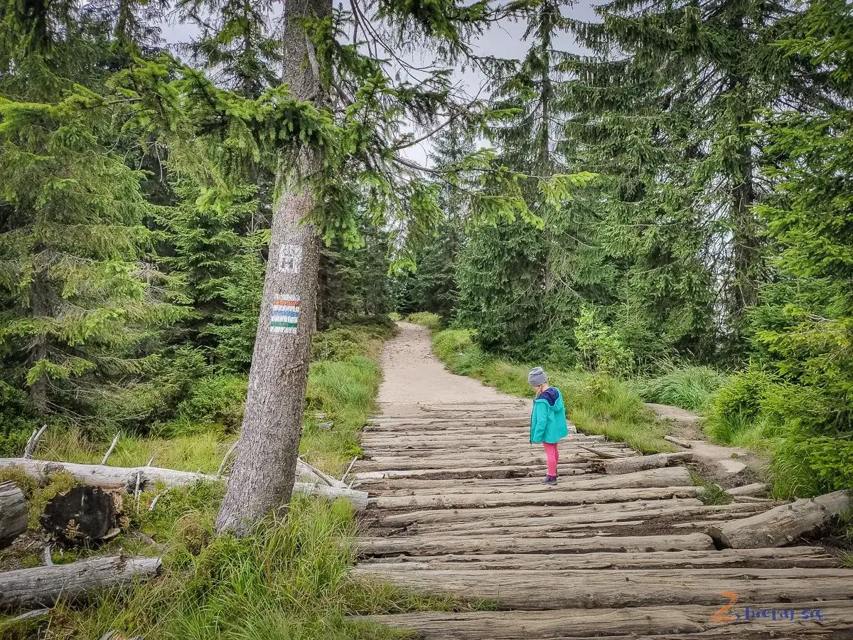 Małe dziecko na drewnianej kładce w lesie, na szlaku na Baranią Górę.